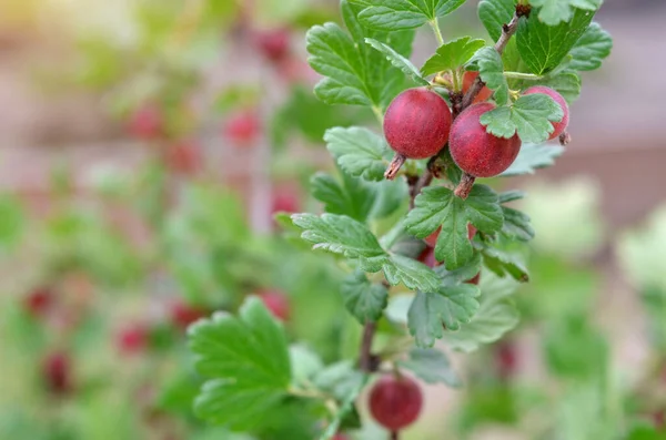 Close Ripe Pink Gooseberries Green Leaves Branch Concept Growing Your —  Fotos de Stock