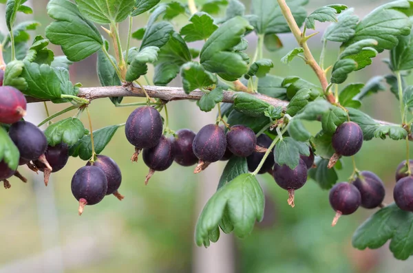 Ripe Black Gooseberries Green Leaves Branch Garden Concept Organic Gardening — Stockfoto