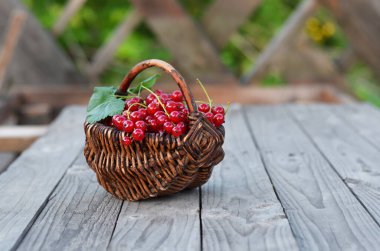 Wicker basket with ripe red currant berries on a rustic wooden table. Concept of growing your own organic food.