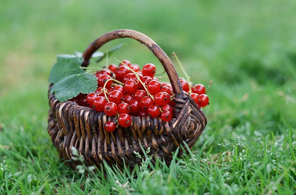 Wicker Basket Freshly Picked Ripe Red Currant Berries Green Gras — Stock Photo, Image