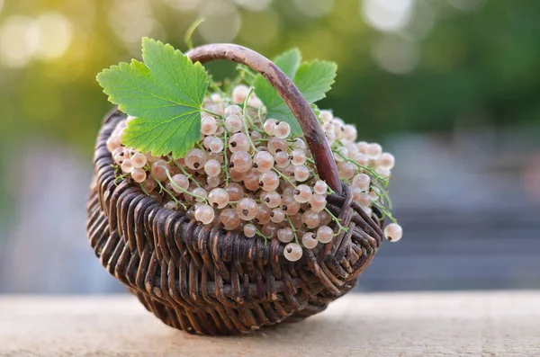 Freshly Picked Ripe White Currant Wicker Basket Concept Growing Your — стоковое фото