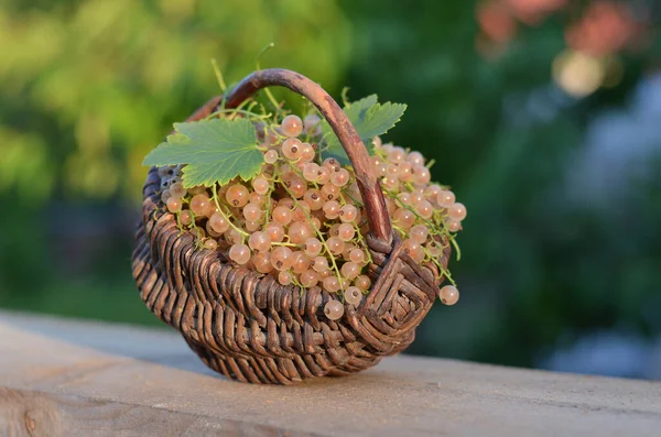 Wicker Basket Freshly Picked Ripe White Currant Berries Concept Organic — Zdjęcie stockowe