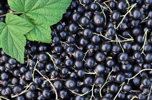Ripe Black Currant Berries Full Frame Background Concept Organic Gardening — Foto de Stock