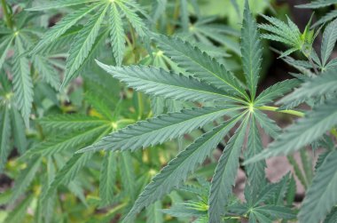 Green marijuana leaves as a texture. Can be used as a natural background.