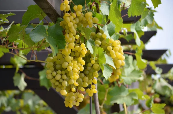 Gromady Winogron Stołowych Białych Winogron Pergoli Pojęcie Ogrodnictwa Ekologicznego — Zdjęcie stockowe