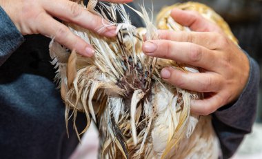 Kırık kan Tüyleri Bir Tavukta