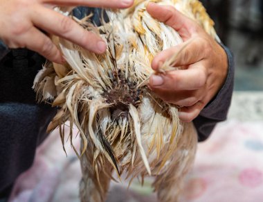 Kırık kan Tüyleri Bir Tavukta