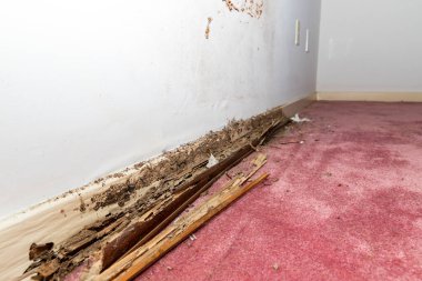 Ev süpürgeliğinde termit ve su hasarı