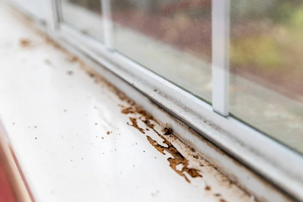 Termite damage visible on window sill of house.