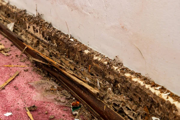 Close Termite Water Damage Baseboard House — стоковое фото