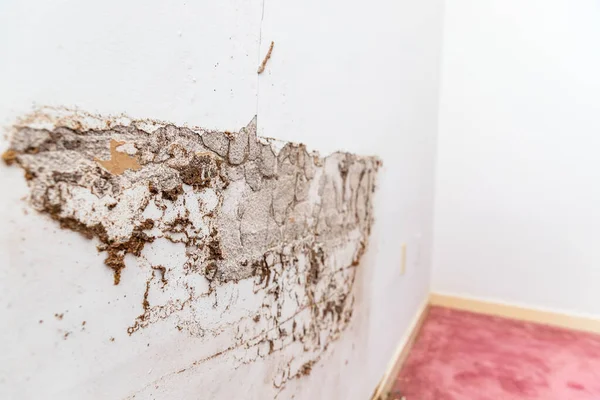 Стена Плинтус Дома Повреждениями Термита Воды — стоковое фото