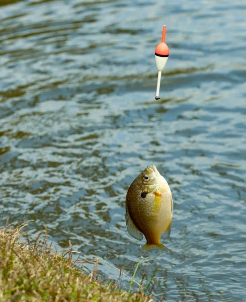 Bluegill Fish Caught Line — Zdjęcie stockowe