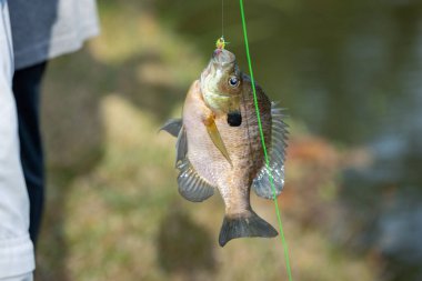 Bream fish caught on hook and fishing line