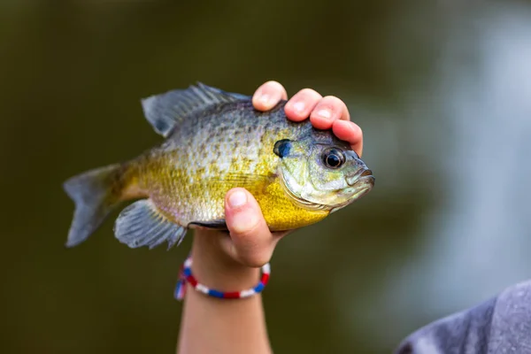 Fisherman Hand Holding Bream Fish — Fotografia de Stock