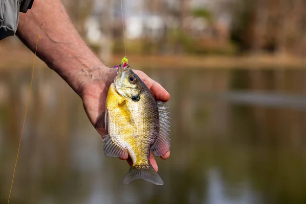 Fisherman Hand Holding Fish — 图库照片