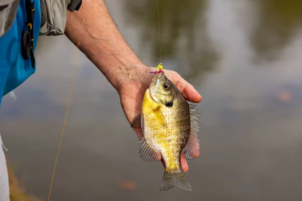 Fisherman Hand Holding Fish — Fotografia de Stock