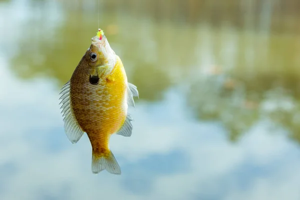 Colorful Bluegill Fish Hanging Hook Being Caught — 图库照片