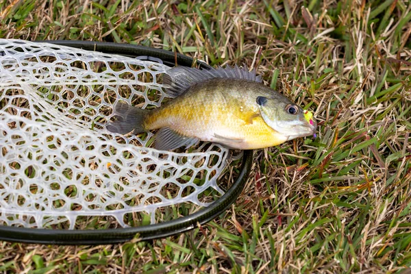 Bluegill Fish Net — Fotografia de Stock