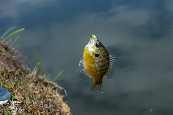 Colorful Bluegill Fish Hanging Hook Being Caught — 图库照片