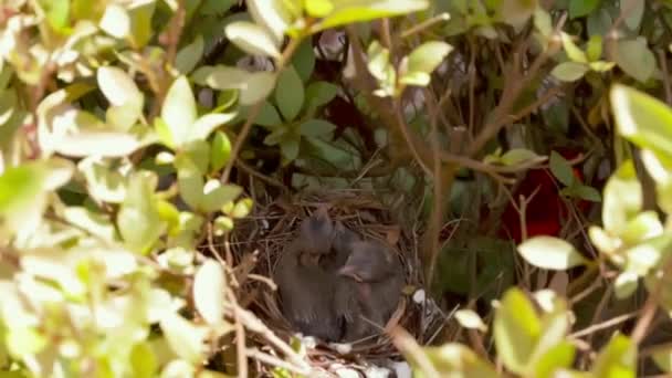 Red Northern Cardinal Cardinalis Cardinalis Feeding Young Fledglings Nest — Stock video