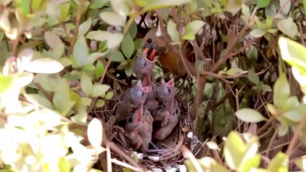 Female Red Northern Cardinal Cardinalis Cardinalis Feeding Young Fledglings Nest — стокове відео