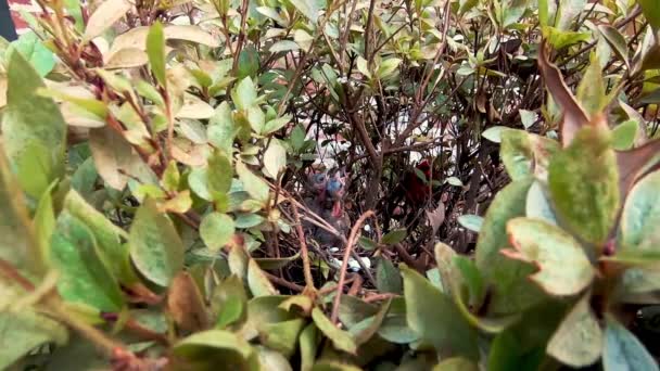 Red Northern Cardinal Cardinalis Cardinalis Feeding Young Fledglings Nest Slow — Stock videók