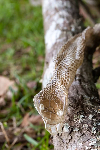 Snake skin that had been shed