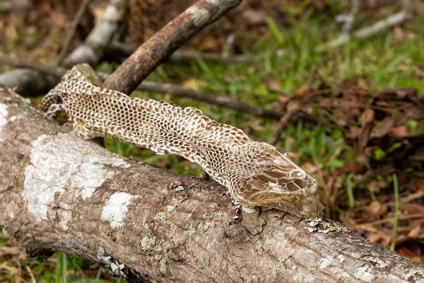 Snake Skin Had Been Shed — Stockfoto