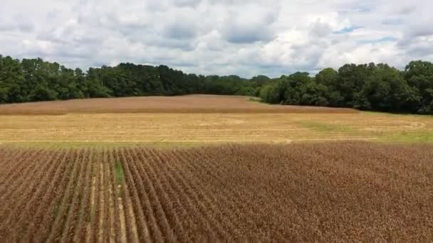 Vídeo Aéreo Sobrevolando Campo Maíz — Vídeos de Stock