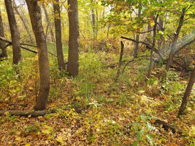 Manitoba 'daki Beaudry İl Parkı' nda yapraklarla kaplı güzel bir patika..