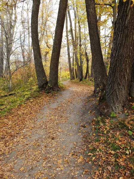 Belo Caminho Coberto Folhas Caídas Parque Provincial Beaudry Manitoba — Fotografia de Stock