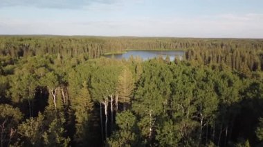 drone view crane up of trees and forest in Manitoba in the summer