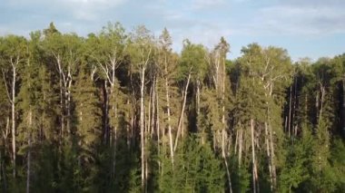drone view crane up of trees and forest in Manitoba in the summer