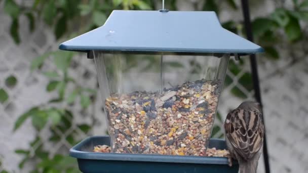 One Sparrow Kicks Another Bird Feeder — Stock video