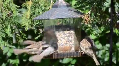Sparrows eating and fighting over seeds on a bird feeder