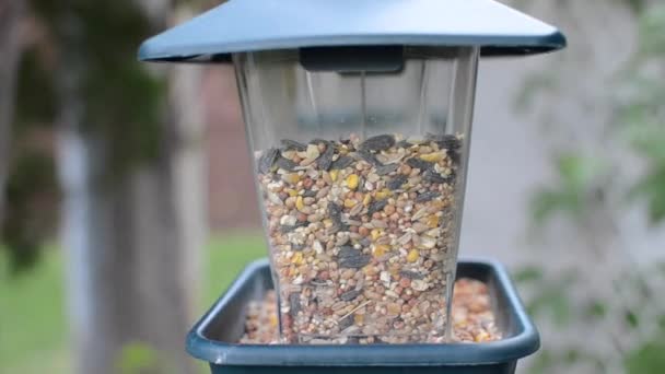 Sparrow Lands Bird Feeder Flies Away Immediately — Stockvideo