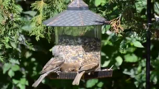 Sparrows Eating Bird Seeds Flying Away — Vídeo de Stock
