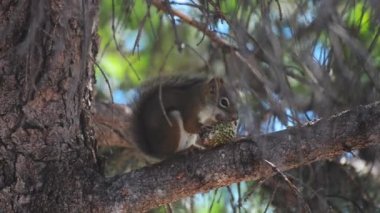 Squirrel eating pine cone on a tree branch