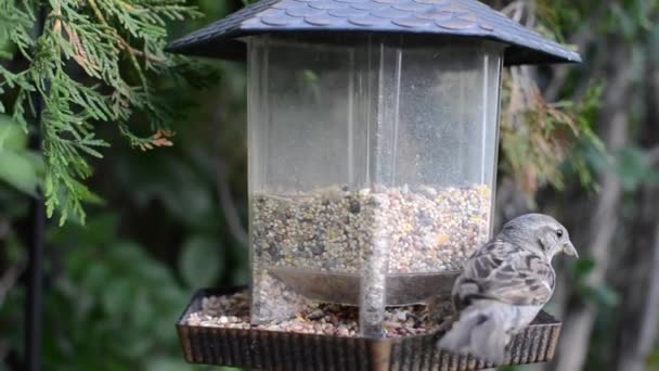 Sparrow Stops Bird Feeder Flicks Some Seeds Flies Away — Vídeo de Stock