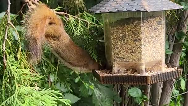 Squirrel Stealing Seeds Bird Feeder — Stockvideo