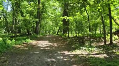 POV hiking through the forest on a hiking trail in the summer