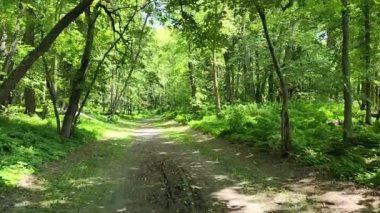 POV hiking through the forest on a hiking trail in the summer