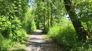 POV hiking through the forest on a hiking trail in the summer