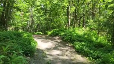 POV hiking through the forest on a hiking trail in the summer