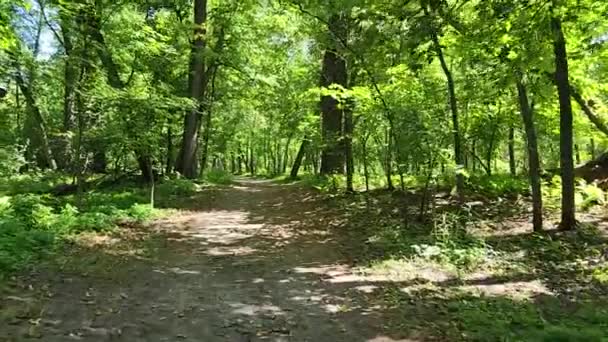 Pov Hiking Forest Hiking Trail Summer — Stockvideo
