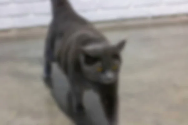 Gato Andando Uma Praia Borrão Fundo Borrado — Fotografia de Stock