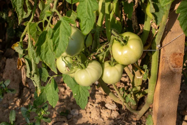 Vegetais Verdes Orgânicos Tomates Maduros Uma Fábrica Agrícola — Fotografia de Stock