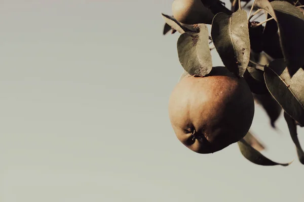 Beyaz arka planda genç bir armutun yakın plan çekimi.