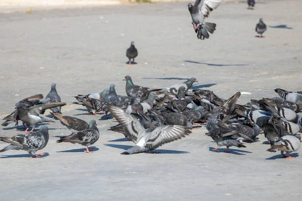 비둘기들의 이름은 로나이고 — 스톡 사진
