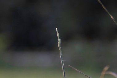 Parktaki yeşil çimlerin fotoğrafını kapat..